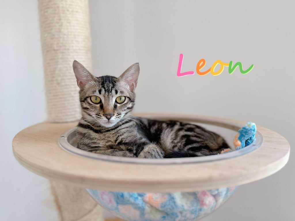 Leon