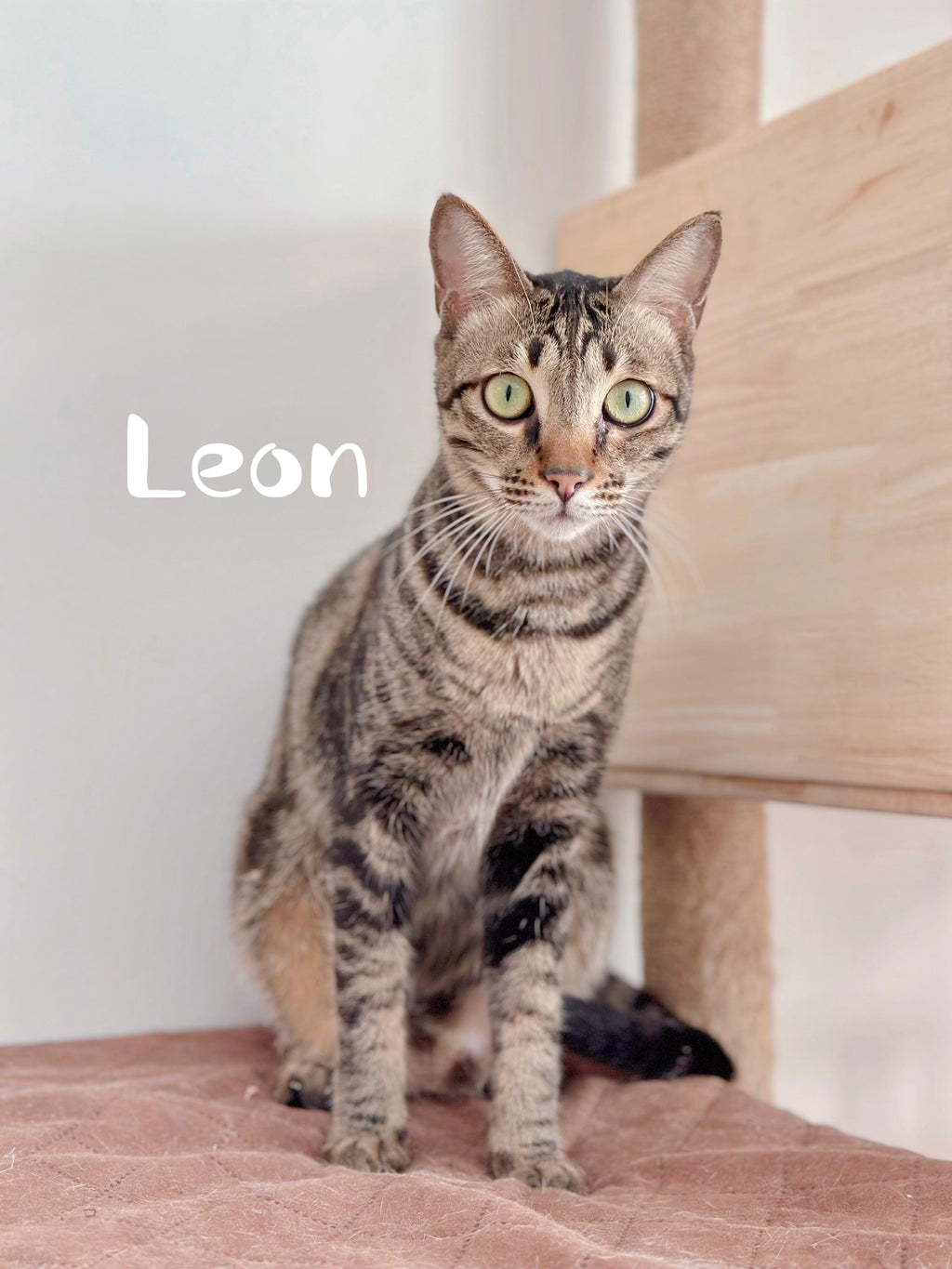 Leon