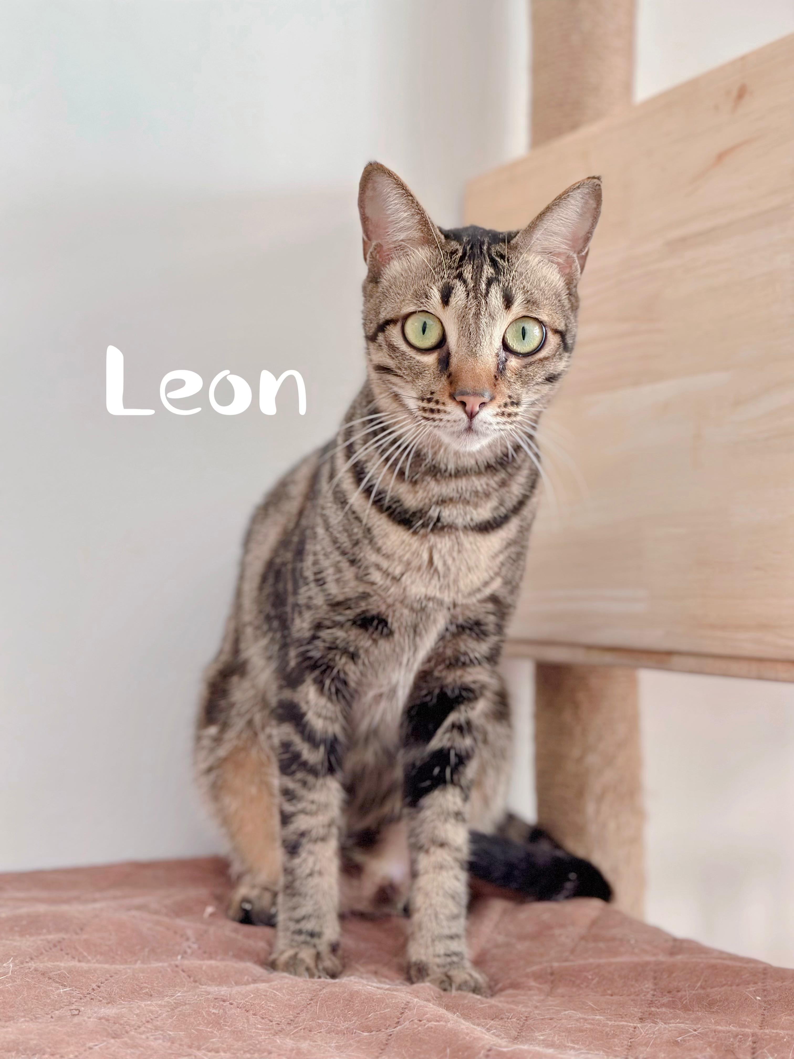 Leon