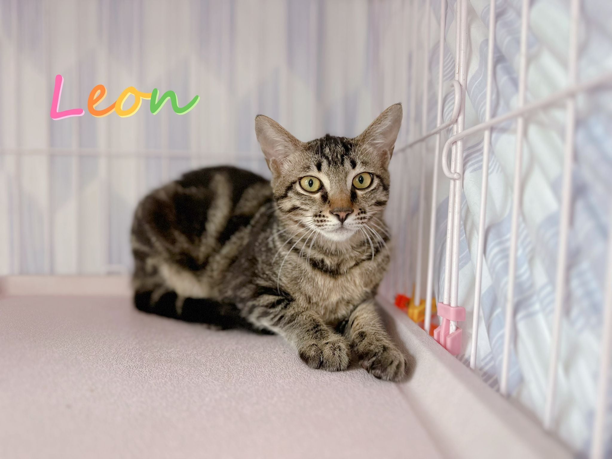 Leon