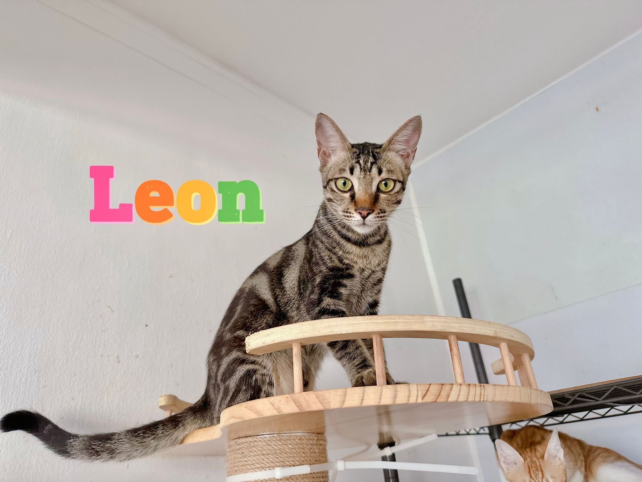 Leon