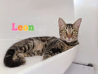 Leon