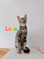 Leon