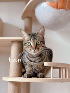 Leon