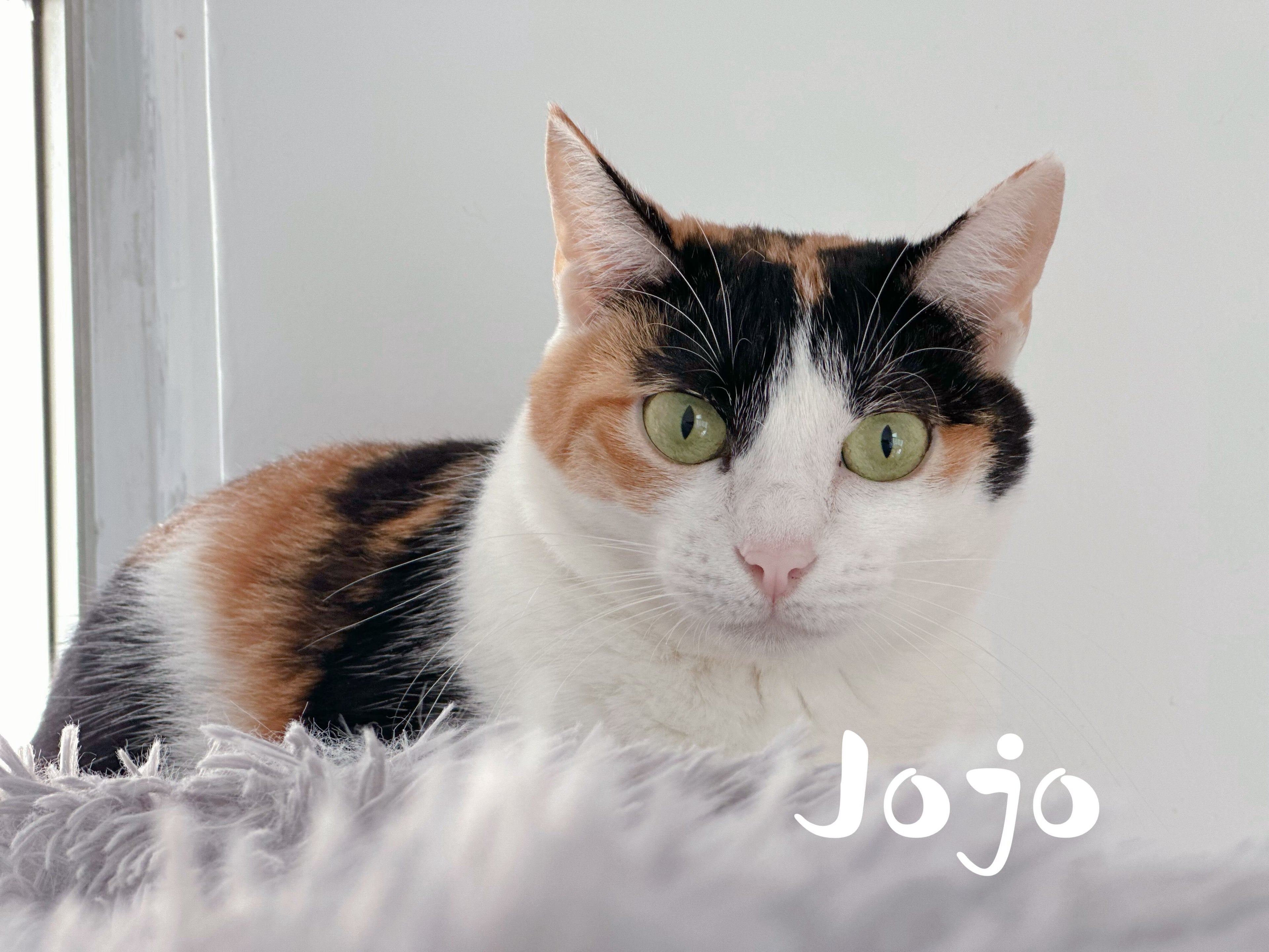 Jojo