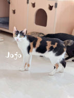 Jojo