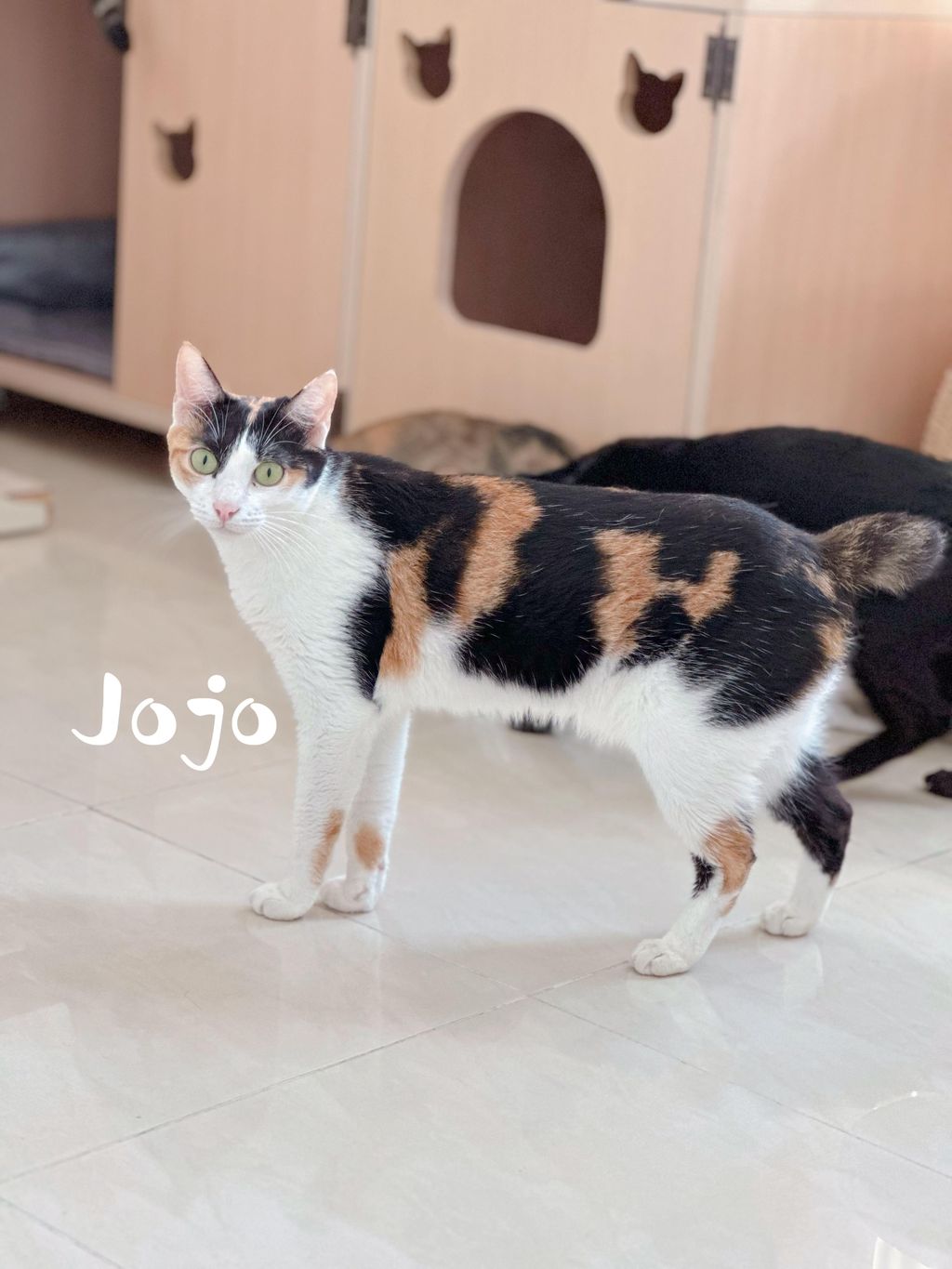 Jojo