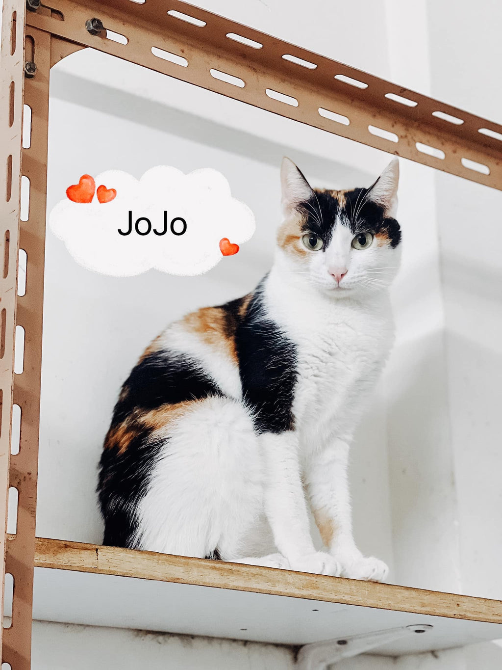 Jojo