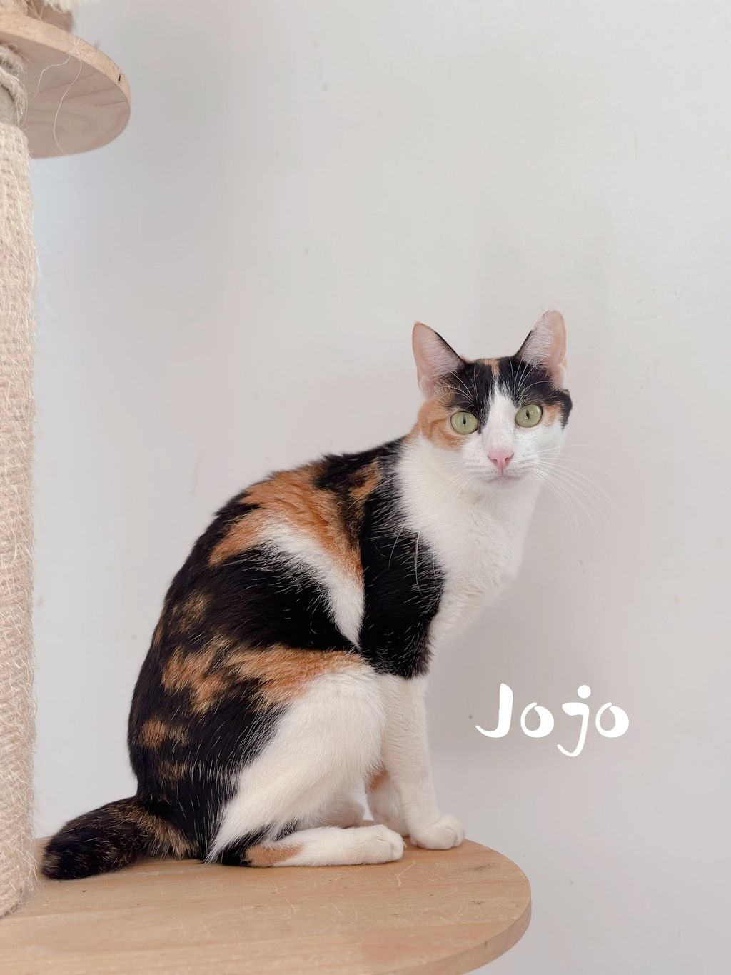 Jojo