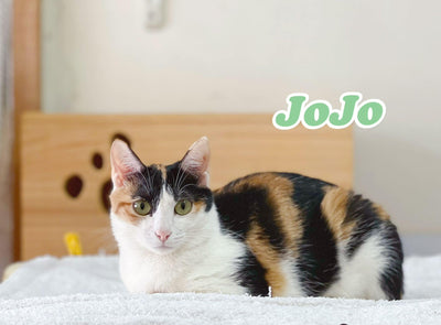 Jojo