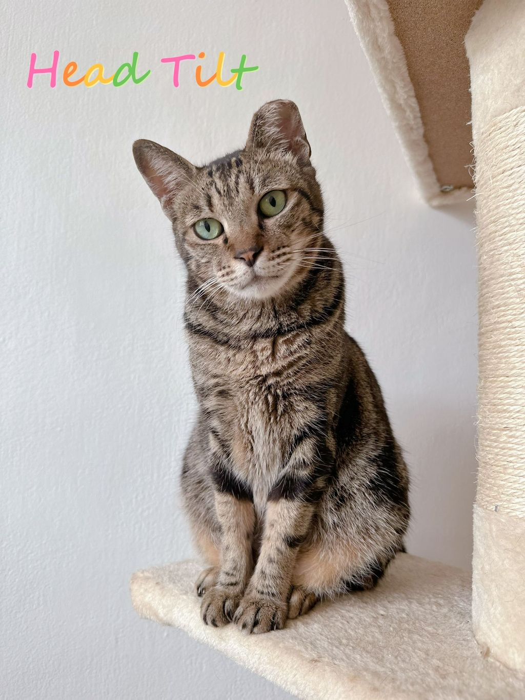 Headtilt