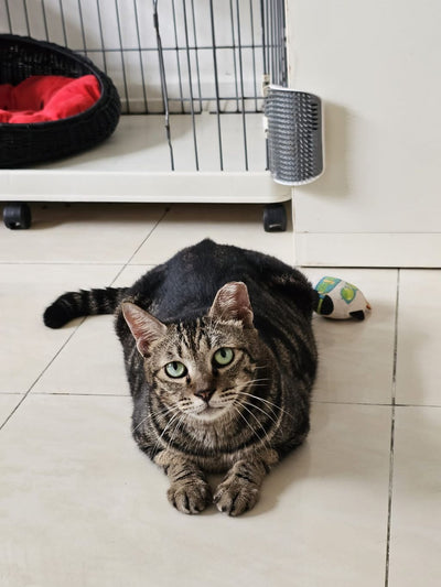 Headtilt