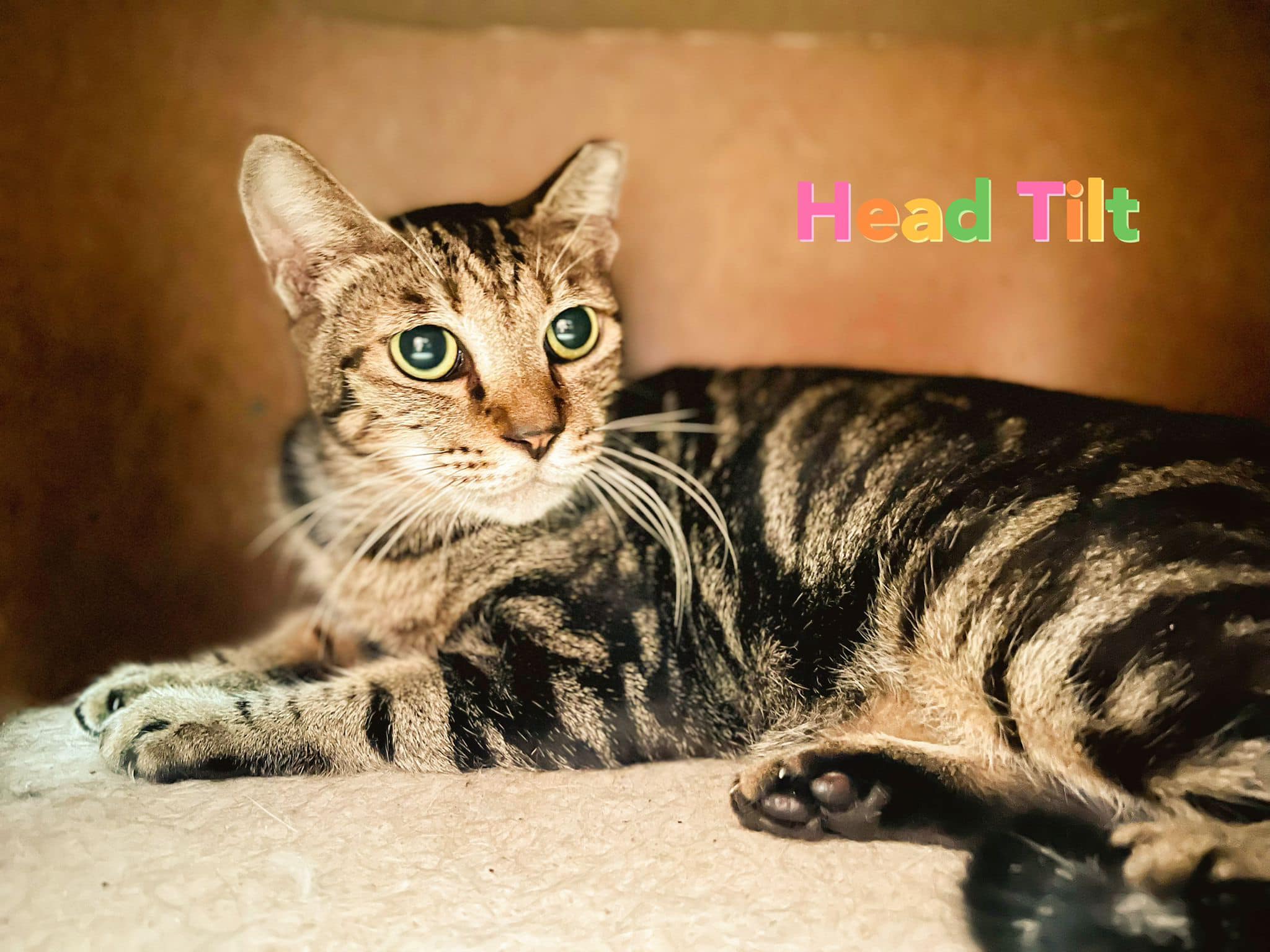 Headtilt