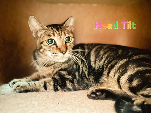 Headtilt
