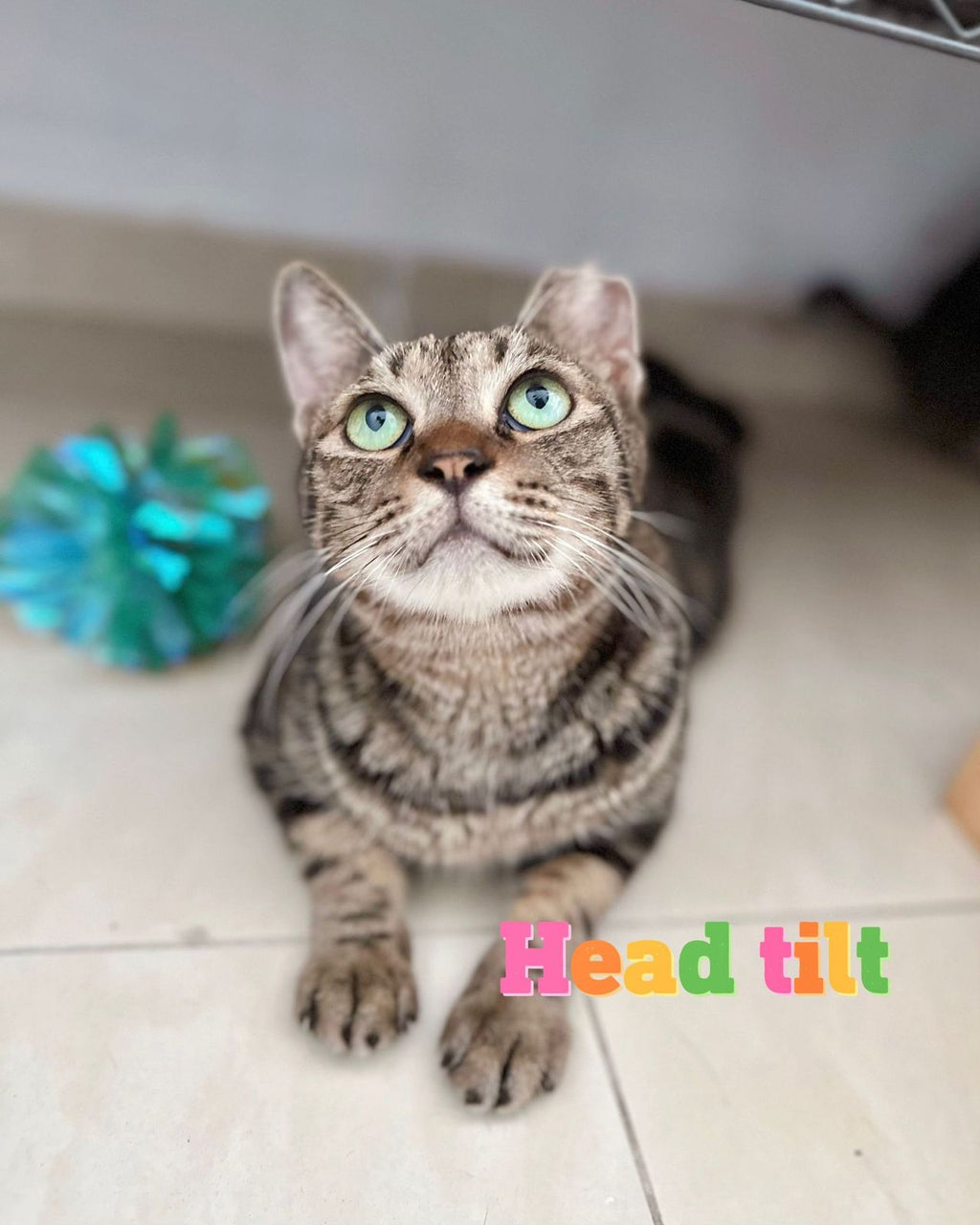 Headtilt
