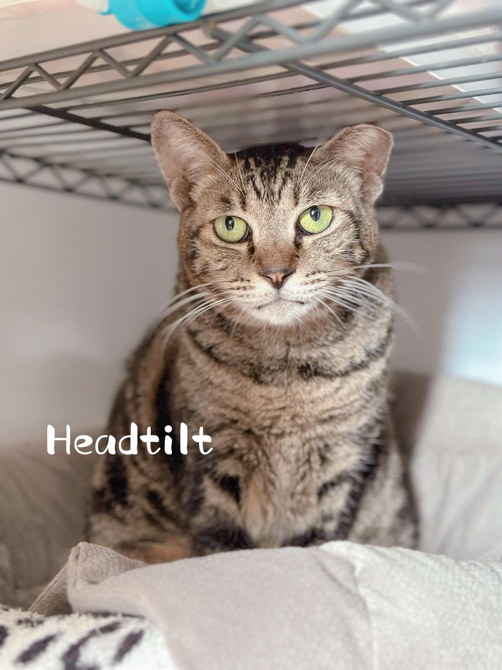 Headtilt