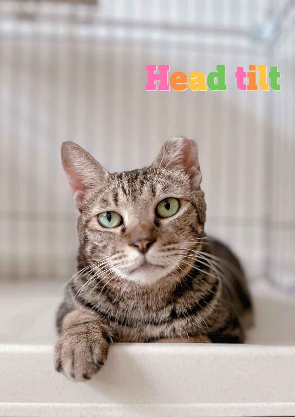 Headtilt