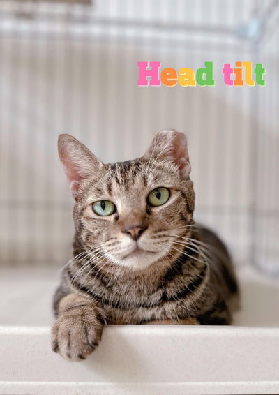 Headtilt