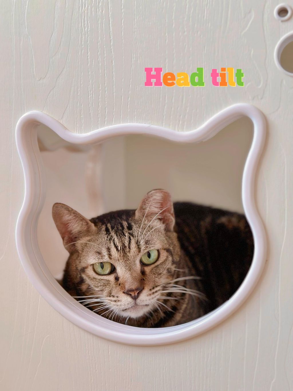 Headtilt