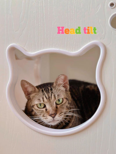 Headtilt