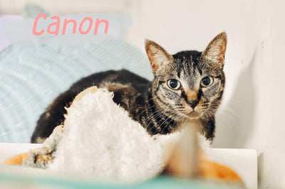 Canon