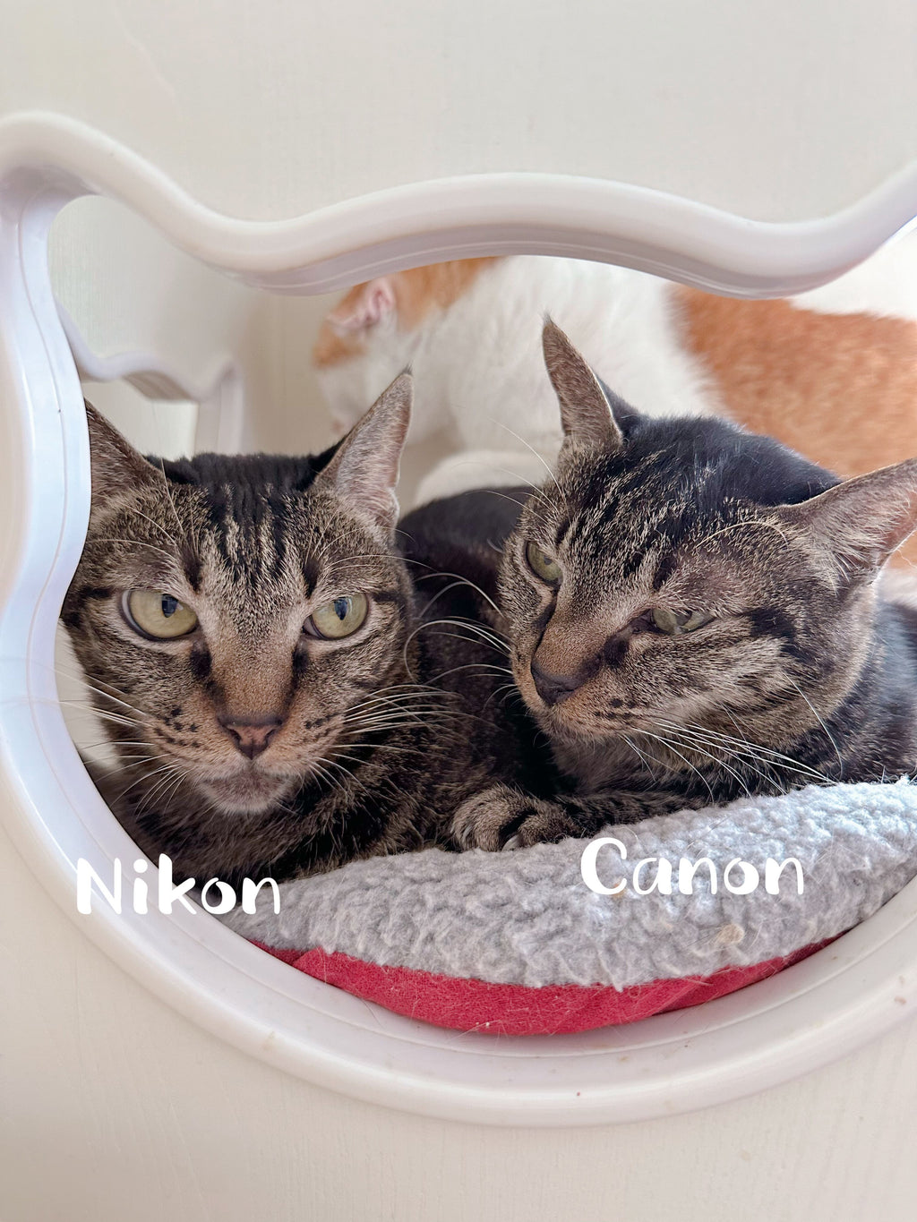 Canon