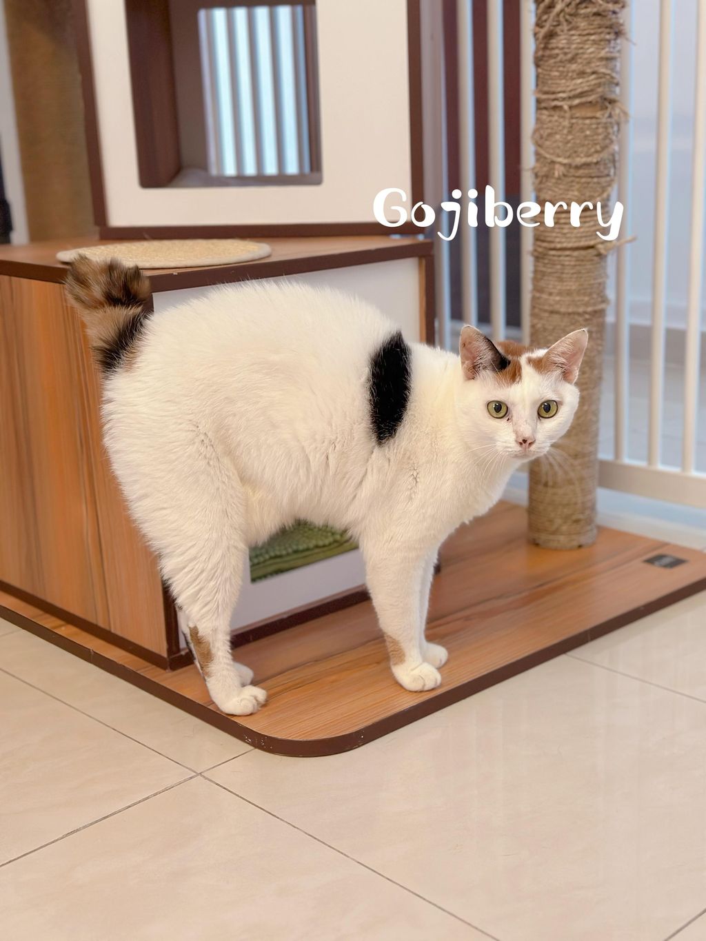 Gojiberry