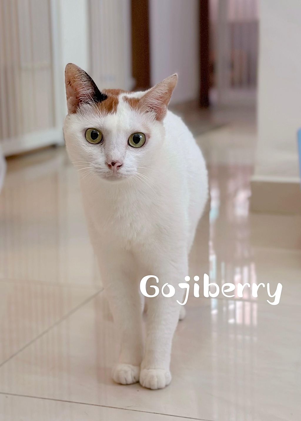 Gojiberry