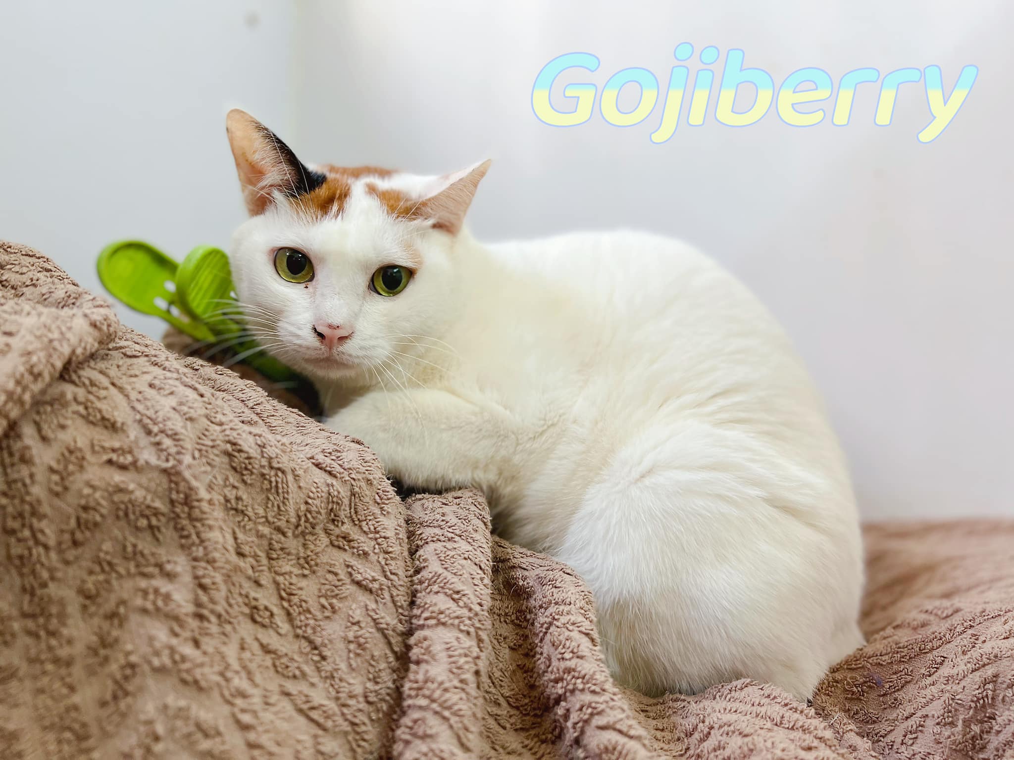 Gojiberry
