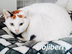 Gojiberry