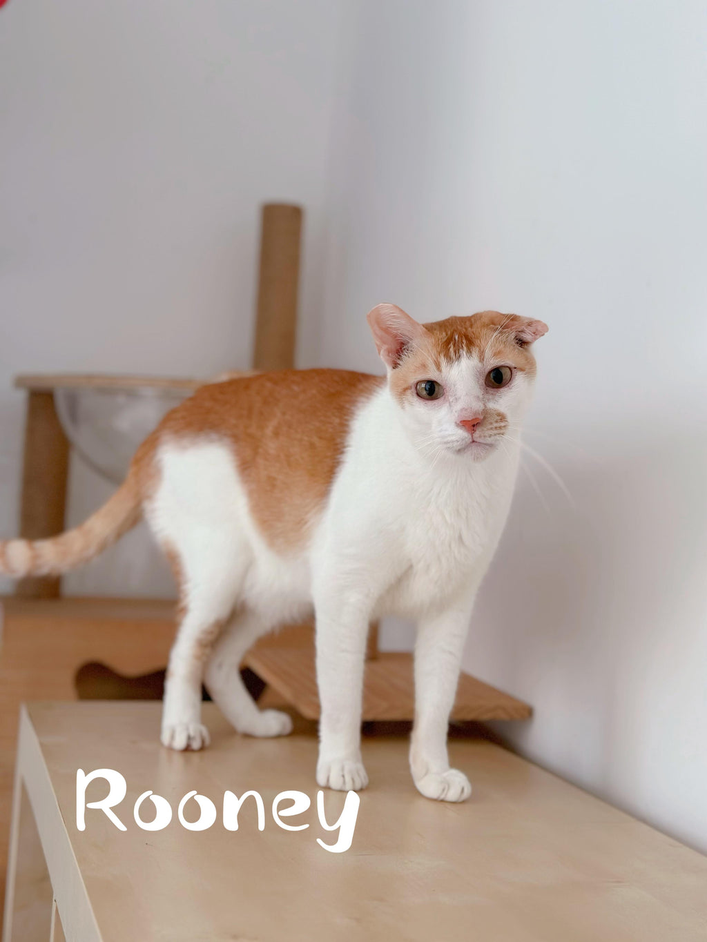 Rooney