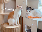 Rooney
