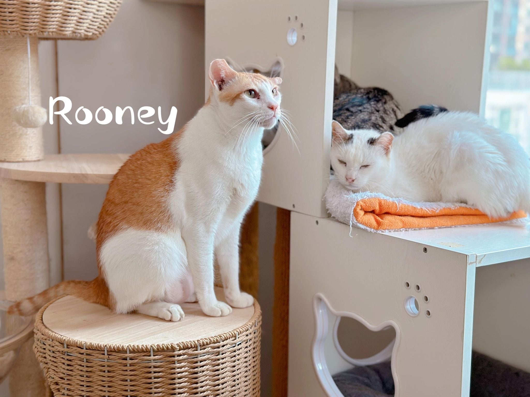 Rooney
