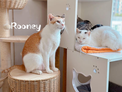 Rooney