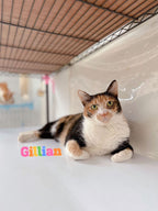 Gillian