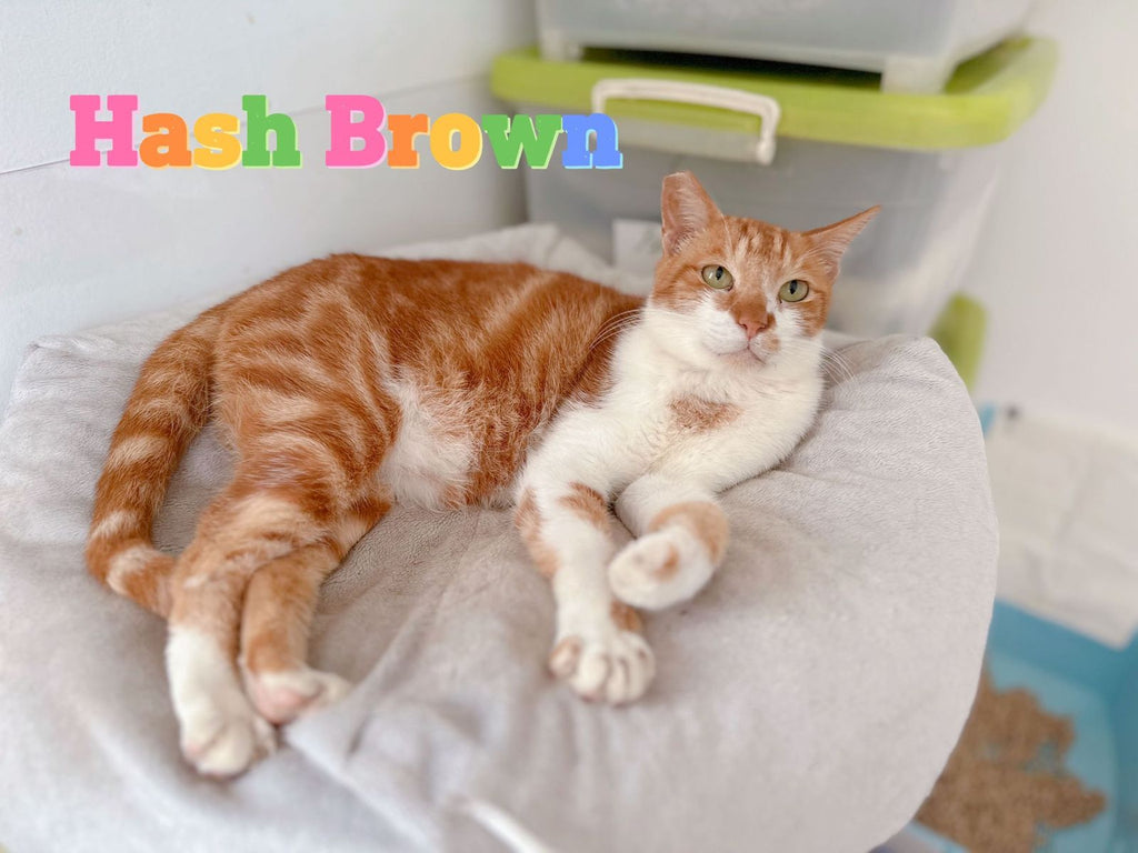 Hashbrown