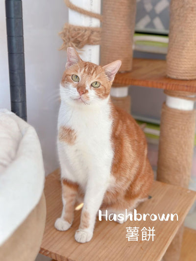 Hashbrown
