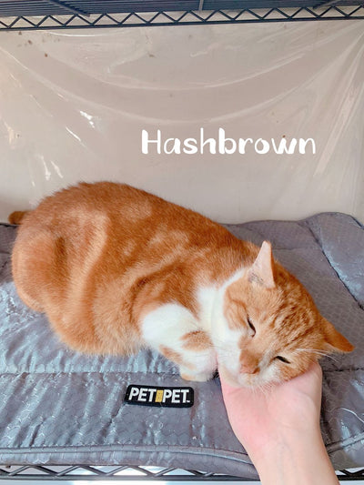Hashbrown