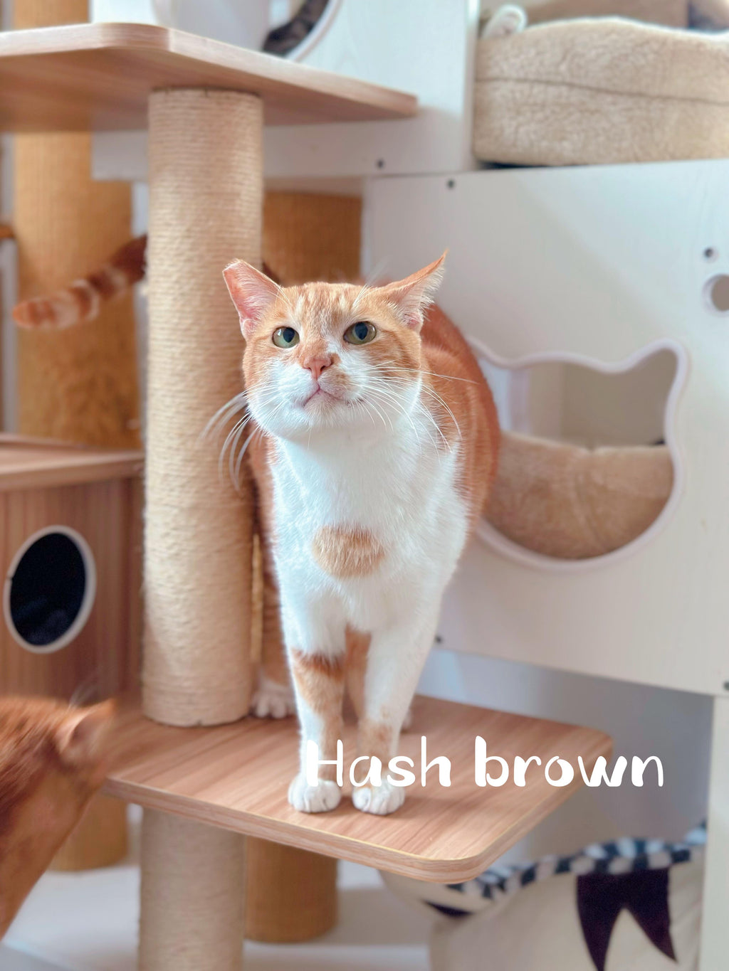 Hashbrown
