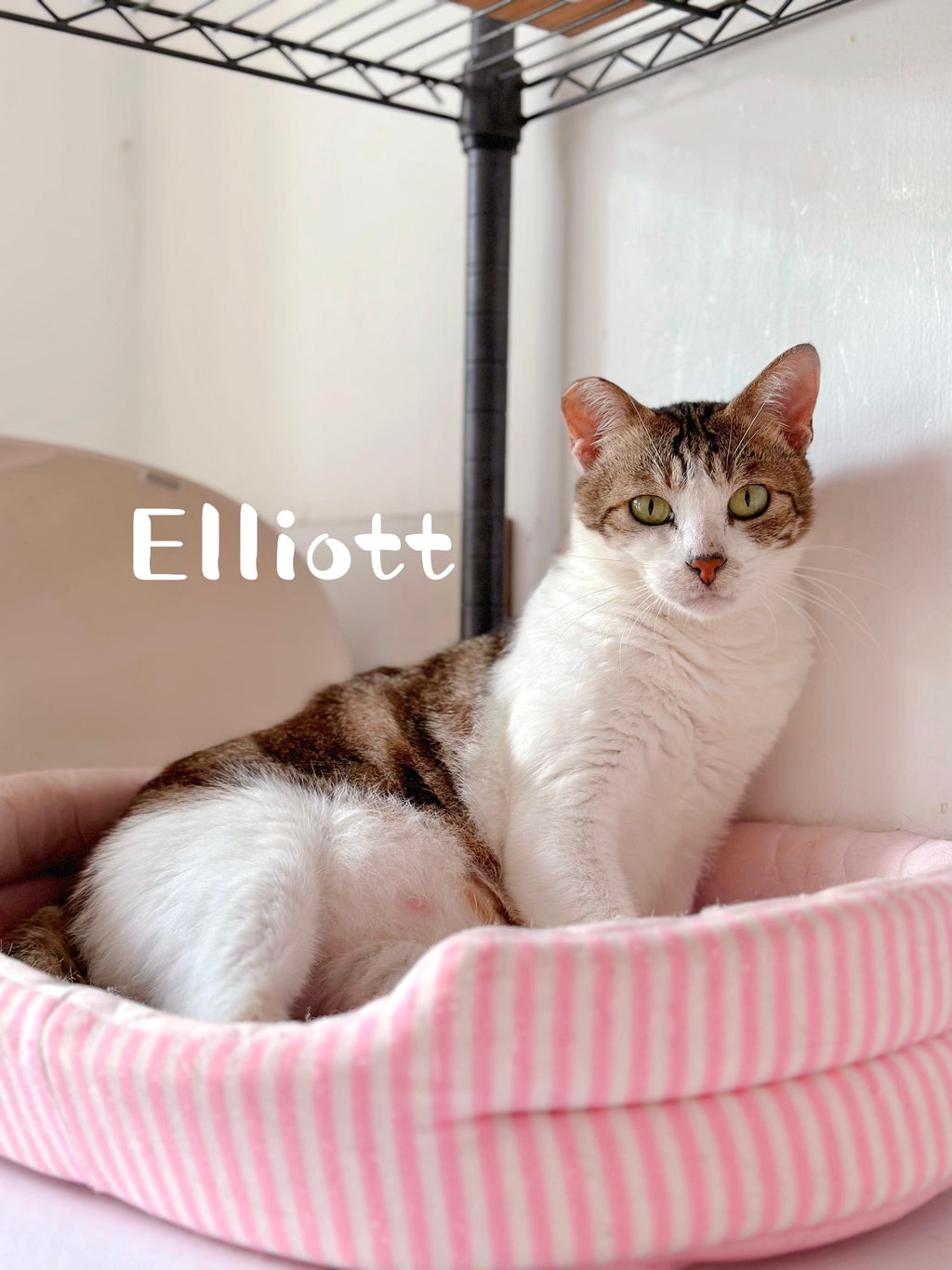 Elliot, Shelby