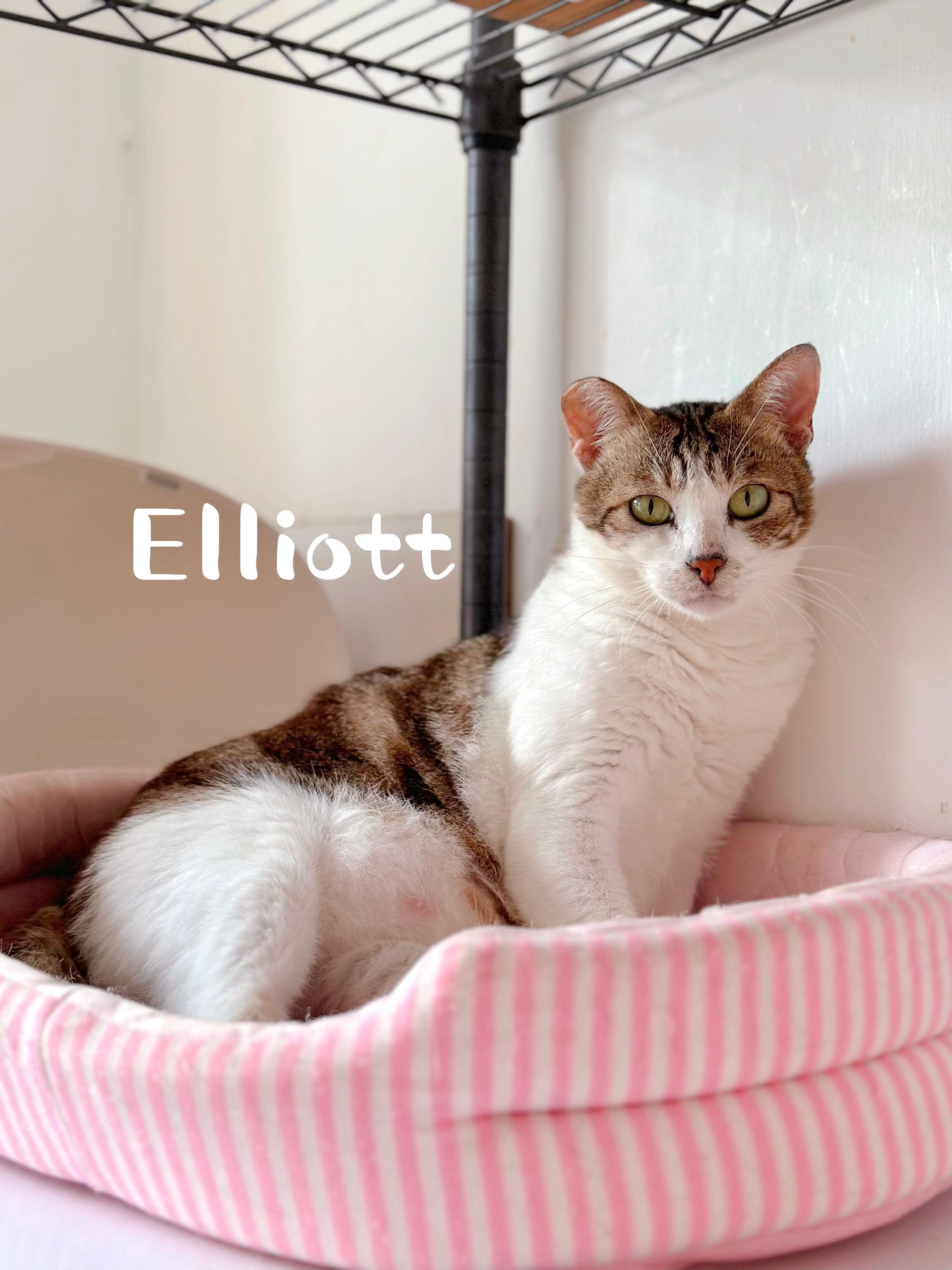 Elliot, Shelby