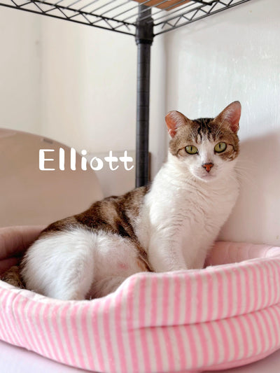 Elliot, Shelby