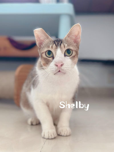 Elliot, Shelby