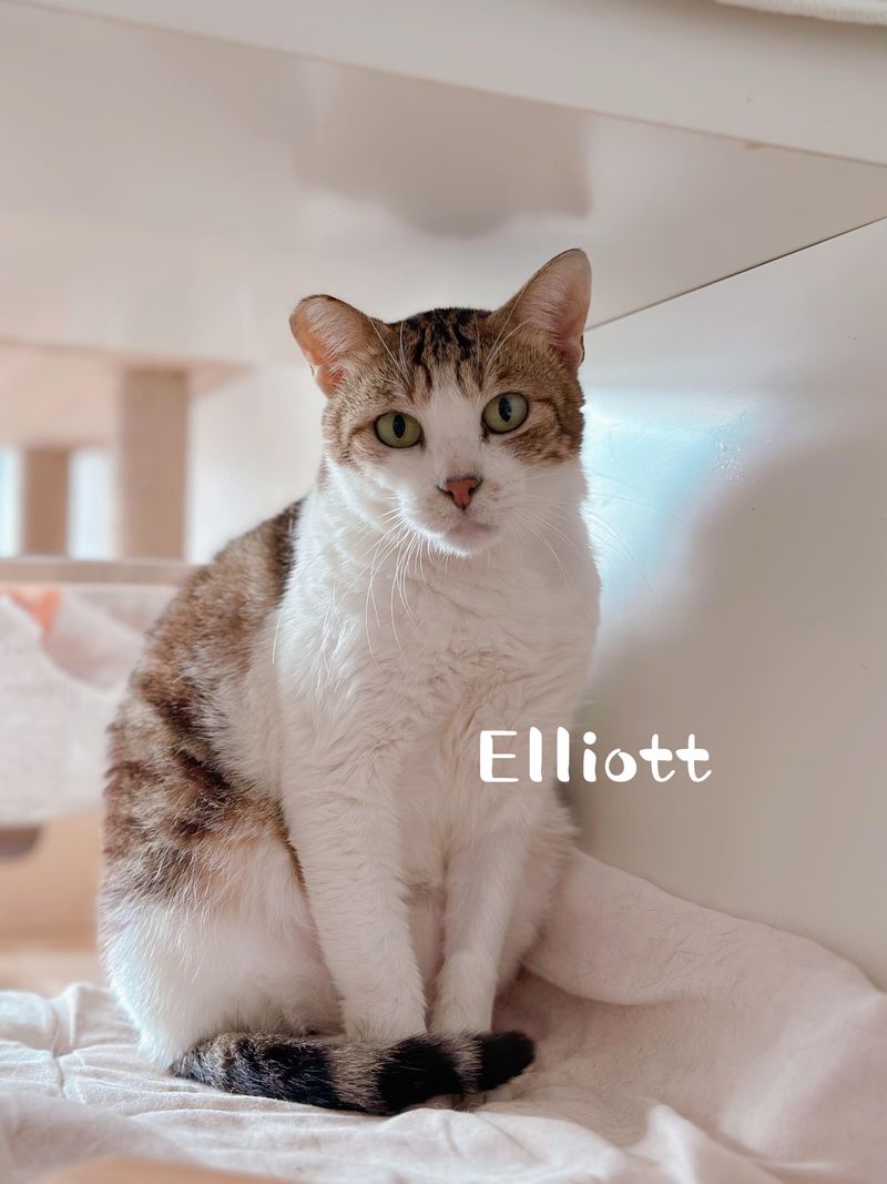 Elliot, Shelby