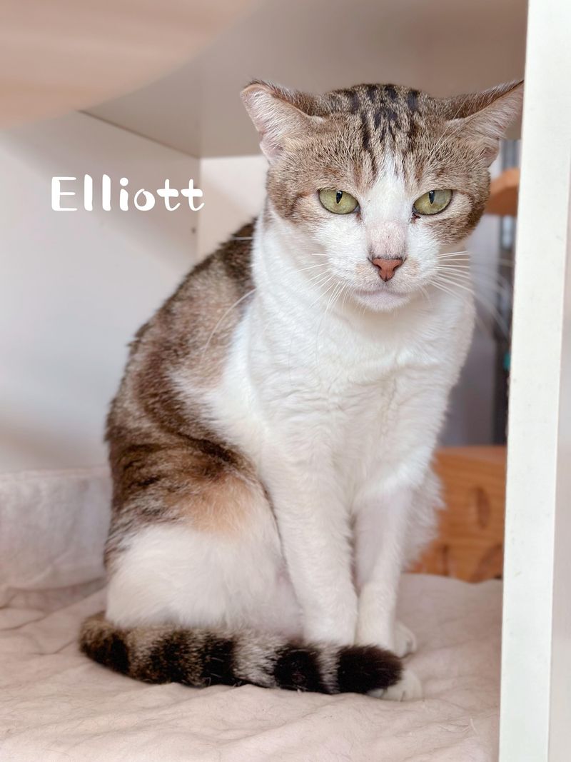 Elliot, Shelby