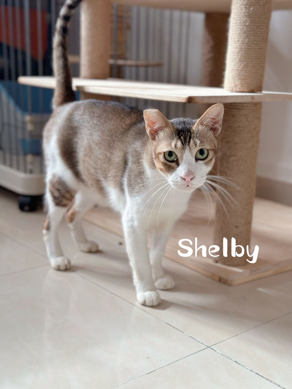 Elliot, Shelby