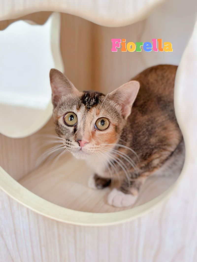 Fiorella