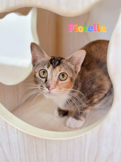 Fiorella