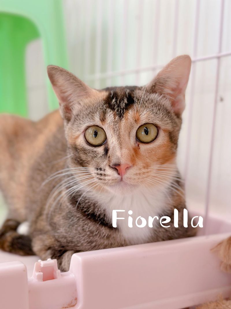Fiorella