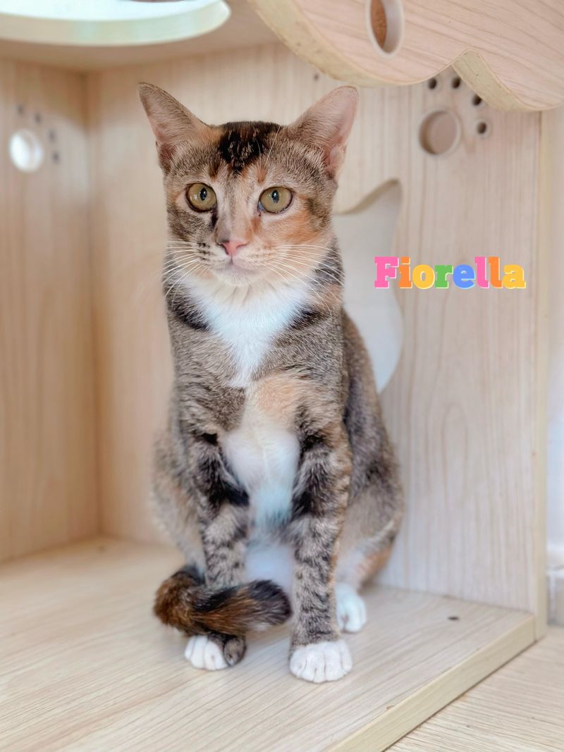 Fiorella